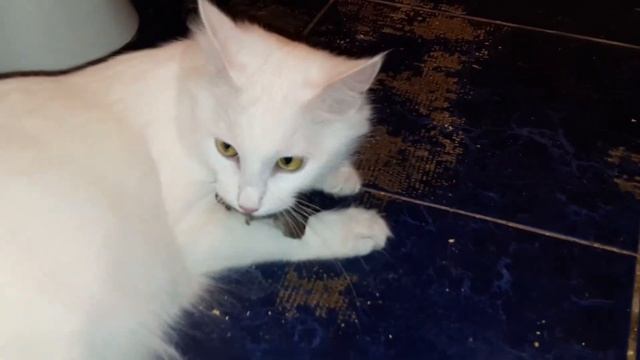 Киска поймала мышку 😊 смотреть онлайн