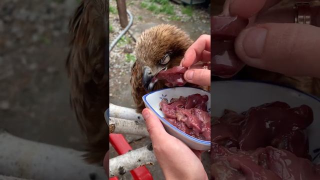 #ЧерныйКоршун смотреть онлайн