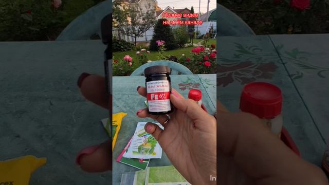 Хлороз на листьях гортензии. Чем лечить?