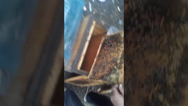 двух маточный отводок на 1 рамку. смотреть онлайн