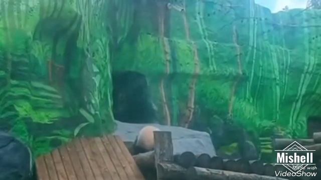 Новая песня Panda Katyusha хит 🎧💖🎼 смотреть онлайн