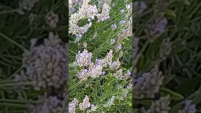 Шмели любят лаванду смотреть онлайн