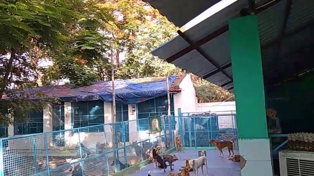 #tiru #тируваннамалай #tiruvannamalai #аруначала #rent #волонтеры#животные смотреть онлайн