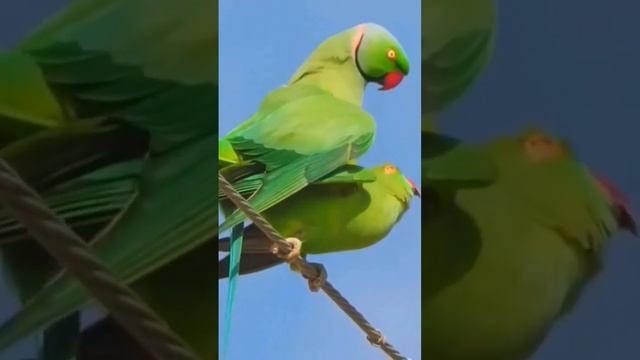 #The Lovebirds#Do Parrot's Mating & courting in the open sky#brid #animals #brids #lovestory смотреть онлайн