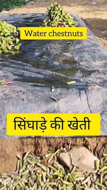 Water chestnuts Crop|सिंघाड़ा|#shorts смотреть онлайн