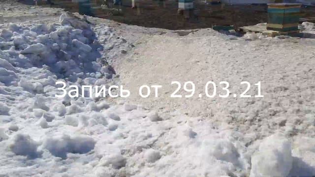 Сегодня на пасеке 31 марта смотреть онлайн