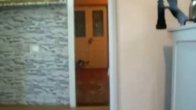Умный кот.Инвалид. смотреть онлайн