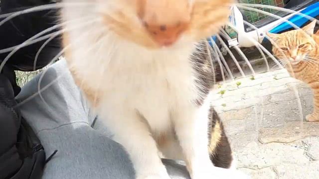 Calico cat says Don't approach too much! It's my human смотреть онлайн