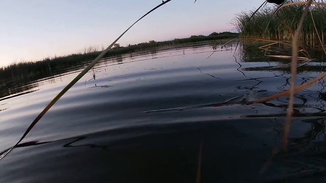 Ловля крупного окуня на Воблеры. Летняя рыбалка. Крупный окунь на спиннинг. Uni Crank сделал рыбалку смотреть онлайн
