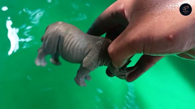 Membersihkan Hewan Kelinci, Kerbau, Gajah, Singa, Sapi, Anjing, Ayam, Beruang, Serigala, Kambing смотреть онлайн