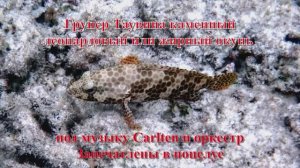 19. Групер Таувина каменный леопардовый или жирный окунь под музыку Carlten Запечатлены в поцелуе