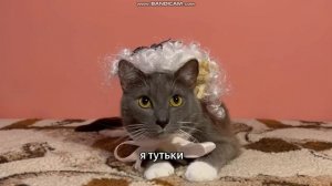 Школа котиков.