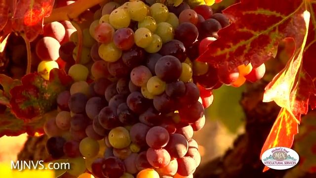 Verasion in a Napa Vineyard. смотреть онлайн