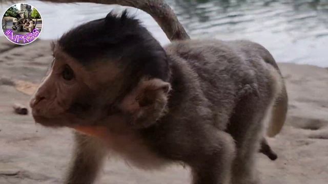 Monkey Family Lives #mongoose #animals #monkey #pets