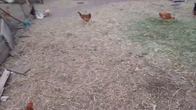 Приехал домой на несколько часов . смотреть онлайн