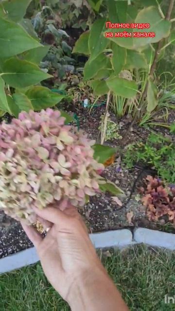 Сорта гортензий, как которые не подгорели (мало подгорели): BS, Pixio и Bonfire.