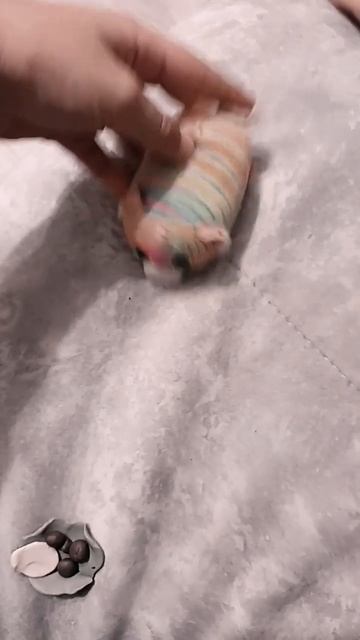 шлепа пельмени смотреть онлайн