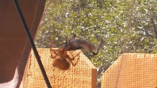 Spider Vs Grasshopper смотреть онлайн
