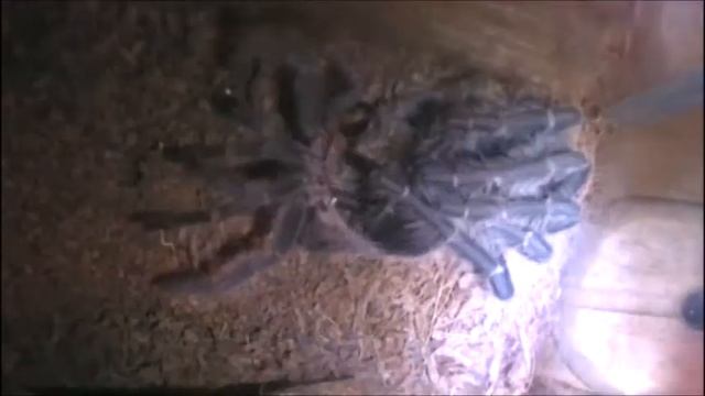Lasiodora klugi wylinka смотреть онлайн