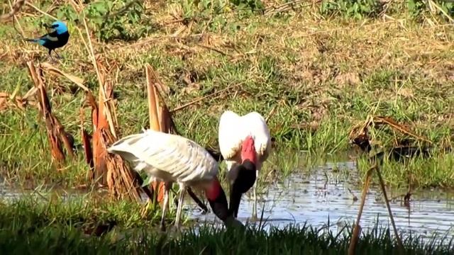 Jabiru[Jabiru mycteria]🐦🦜🕊️ 🎵🐤❤️🍀🌻🌺🌹 смотреть онлайн
