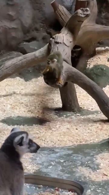 в мире животных#zoopark смотреть онлайн