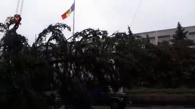 Bradul din Ucraina a ajuns distrus la Chişinău, Silvia Radu va cumpăra altul din bani proprii смотреть онлайн