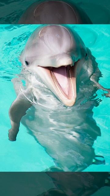 Cute dolphin смотреть онлайн