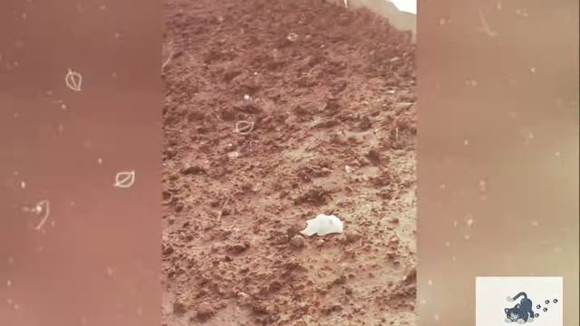 Огуречники || Borage смотреть онлайн