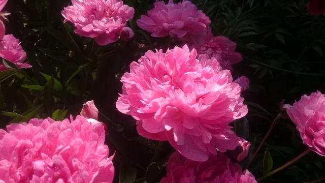 Paeonia Pietertje Vriend Wagenaar