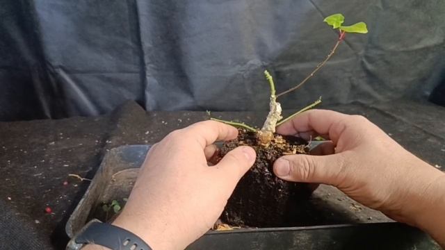 √7 ривина заготовка Бонсай