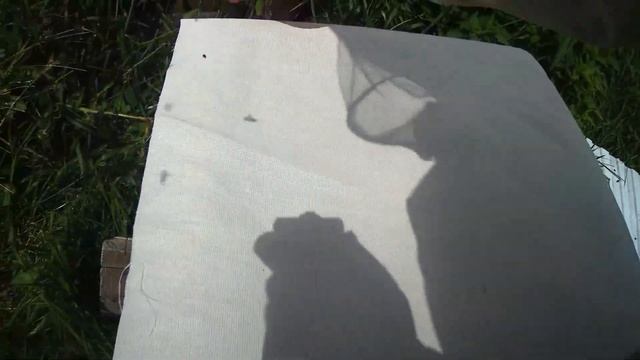 Садим рой**РОЙ ВЫСАЖИВАЕМ С РОЕВНИ ЧЕРЕЗ СУТКИ**