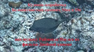 20. Кузовок-коробочка Белопятнистый самшит, Она и Он музыка Раймонда Паулса Двойнои капкан