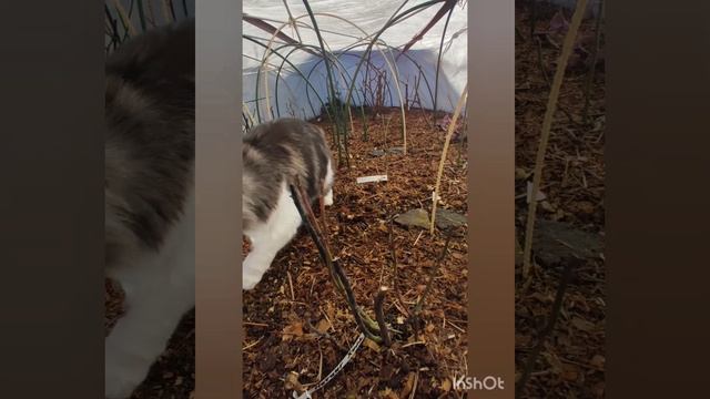 Как перезимовали мои розы.