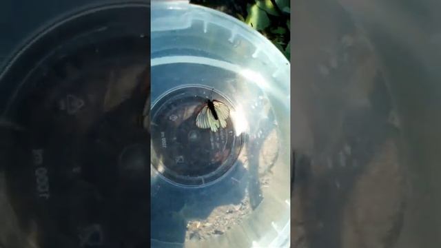 Я купила бабочек за 500 рублей!!! смотреть онлайн