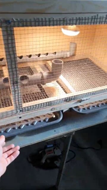 Брудер для цыплят своими руками смотреть онлайн