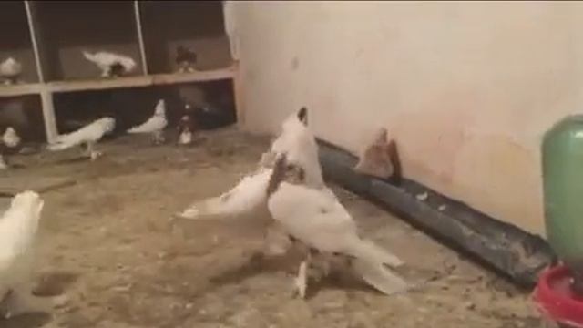 Андижанские голуби Bahtiyarа Abdukadirovа, узбекские голуби смотреть онлайн