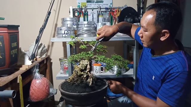 Black Olive on the rock : perawatan dan pemangkasan смотреть онлайн