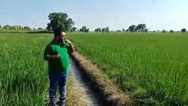 Virtako Gr by Syngenta Vs Market standard смотреть онлайн