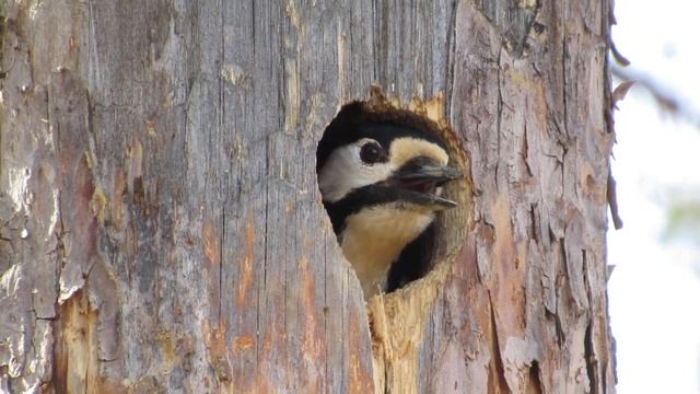 Большой пёстрый дятел смотреть онлайн