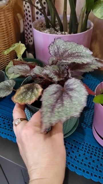 #бегониярекс Не смогла устоять 😆 #shorts смотреть онлайн