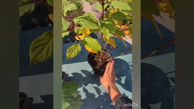 Обзор гортензии Пандора/Pandora, саженцы данного сорта.