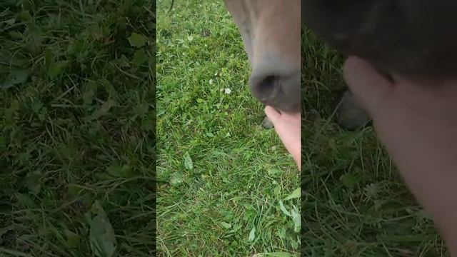 Вот так я неудачно покотался на лошади🐴 смотреть онлайн