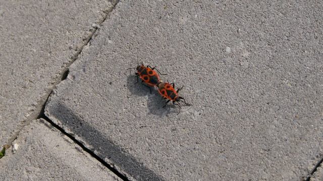 Mating Firebugs смотреть онлайн