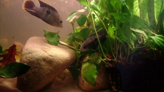 Defendiendo la puesta Andinoacara Rivulatus. смотреть онлайн