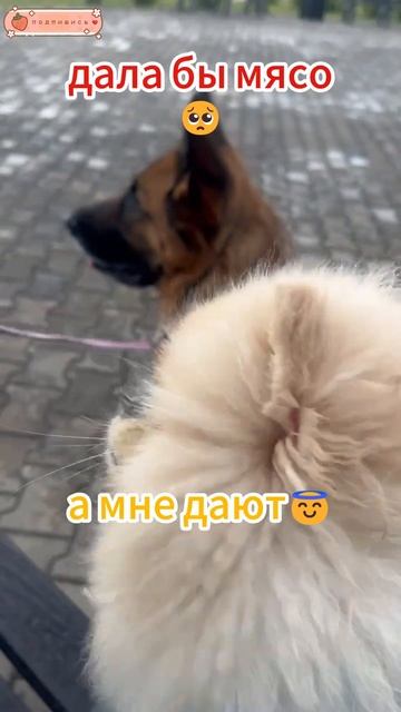 Несчастная мордашка🥺смешные собаки немецкая овчкарка и шпиц смотреть онлайн