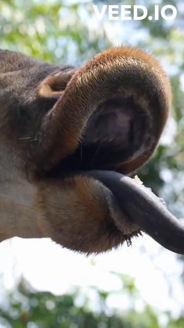 The Mysterious Okapi Revealed смотреть онлайн