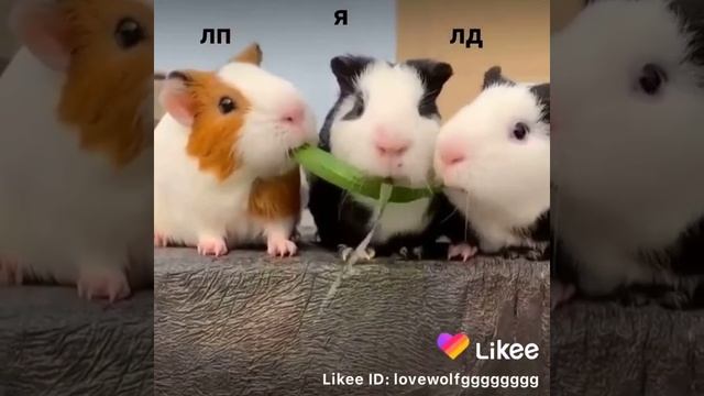 Два хомяка три хомяка кушают хомячий корм ну смотреть онлайн