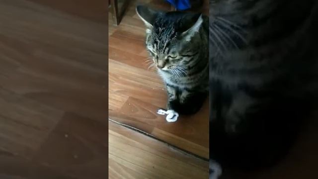 Кот просит прощение смотреть онлайн