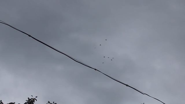 бакинские голуби ..безуспешные полеты смотреть онлайн