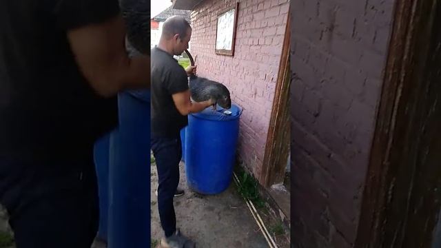 (Жорік) срібло моя кров 8 міс-(8,135кг) смотреть онлайн